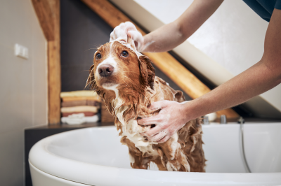 Cãobeleireiro BANHO E TOSA - Luiza ✂️ #sorocaba #sorocabacity #sorocabasp  #sorocabaeregiao #dog #caobelereiro #cãobeleireirobanhoetosa  #filhadequatropatas #filhodequatropatas #filhopet #pet #petshop  #petshopsorocaba #petlove #pets #banhoetosasorocaba