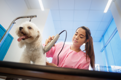 Cãobeleireiro BANHO E TOSA - Luiza ✂️ #sorocaba #sorocabacity #sorocabasp  #sorocabaeregiao #dog #caobelereiro #cãobeleireirobanhoetosa  #filhadequatropatas #filhodequatropatas #filhopet #pet #petshop  #petshopsorocaba #petlove #pets #banhoetosasorocaba