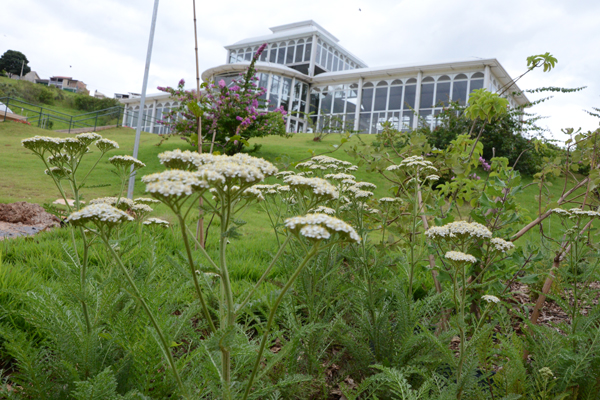 plantas-medicinais-jardim-botanico-ft-assis-cavalcante-15