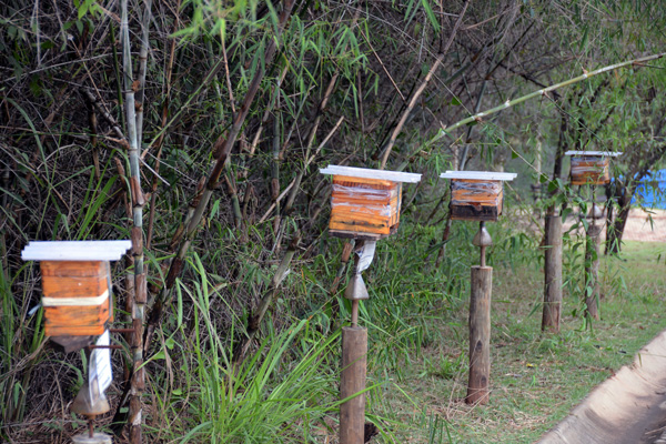 2015-09-11-jardim-botanico-apiario-ft-zaqueu-proenca-081-8